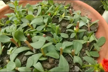ایده ی خوب در مورد چگونگی رشد سریع خرفه در خاک!