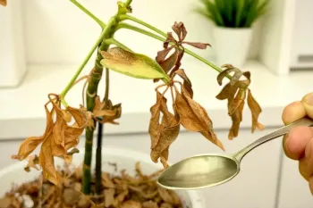 چگونه با این ترفند ساده هر گیاه در حال مرگی را احیا کنیم (همیشه جواب می دهد!)