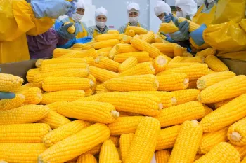 ذرت سرخ شده کامل/ اولین ذرت سرخ شده کامل جهان، یک لقمه افسانه ای در یک لقمه !