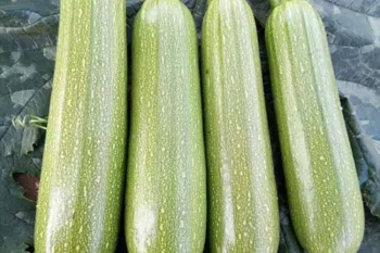طرز تهیه یک غذای رژیمی ساده و خوشمزه !