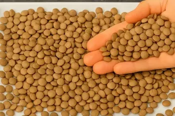 عدس رو اینجوری بپز، صد برابر از گوشت خوشمزه تر میشه !