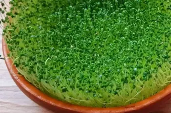 آموزش کاشت سبزه چیا، سبزه ای شگفت انگیز و پرخاصیت / ۵ روزه آماده میشه !