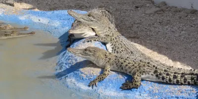 سفر به پارک