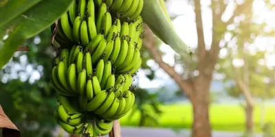 چگونه از درخت موز