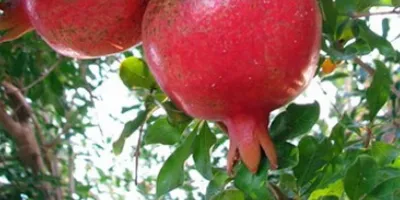 چگونه نمک می‌تواند
