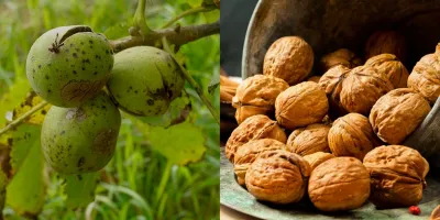 چرا گردوها پوک و