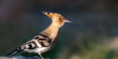 دارکوب بلوچی /