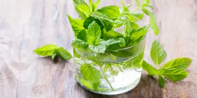 کاشت نعنا در آب /