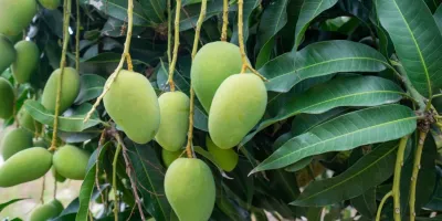 معرفی بهترین کود