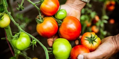 علت قرمز نشدن گوجه