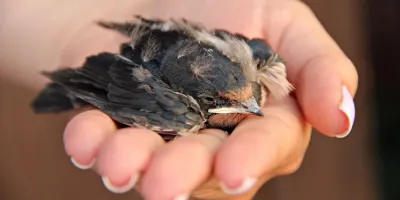 6 علائم گرمازدگی در