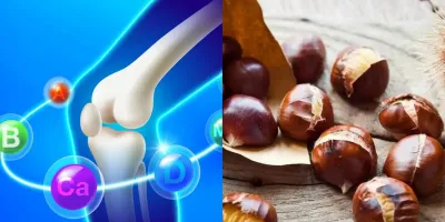 با خواص بلوط برای