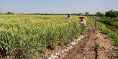 مزایای سولفات