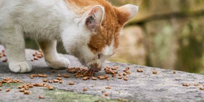 چرا گربه ام تلاش می