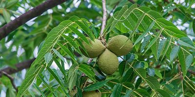 آموزش تکثیر درخت