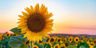 بهترین کود برای رشد