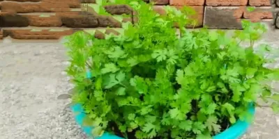 رشد گشنیز در خانه /