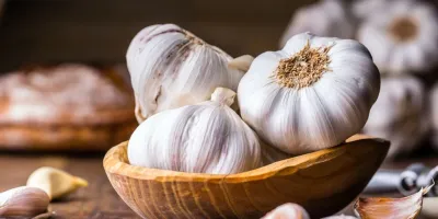 کاشت سیر سودآورترین