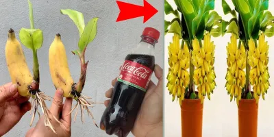 روشی ساده برای کاشت