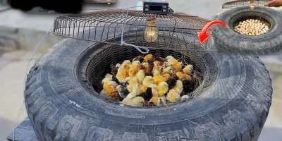 نحوه جوجه کشی در