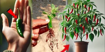 پرورش فلفل قرمز در