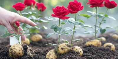 آموزش قدم به قدم