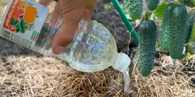 برداشت ۳ برابری
