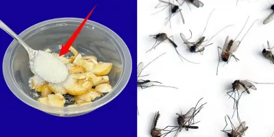 روش طبیعی برای از