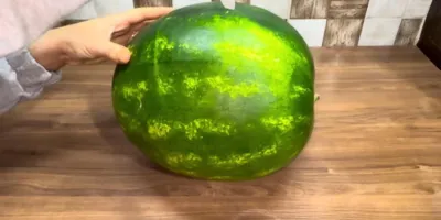 نحوه بریدن و قاچ