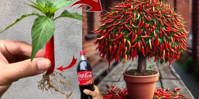 آموزش کاشت فلفل