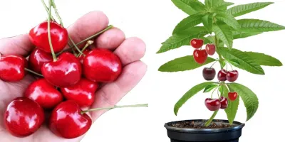 آموزش قدم به قدم