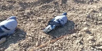 ساخت تله کبوتر وحشی
