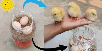 آموزش جوجه کشی در