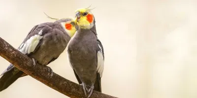 برای طوطی ام جفت