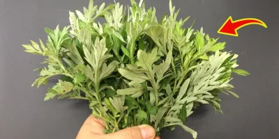 سلاح طول عمر یک
