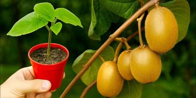 آموزش کامل کاشت