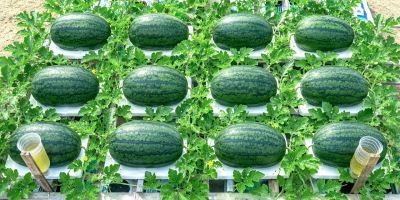 راهنمای کامل کاشت