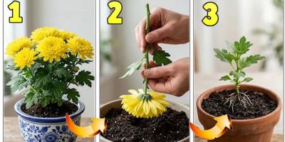 بهترین و سریعترین