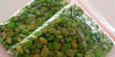 چطور باقلا سبز را