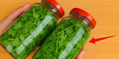 چگونه گشنیز را به