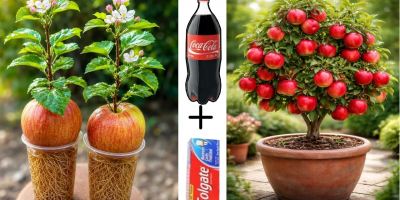 آموزش کاشتن درخت