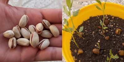 آموزش کاشت پسته در