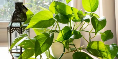 ترفندهای مختلف برای