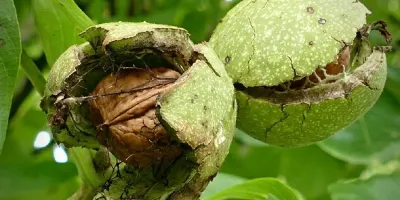سیاه شدن مغز گردو
