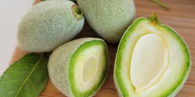 روش های نگهداری و