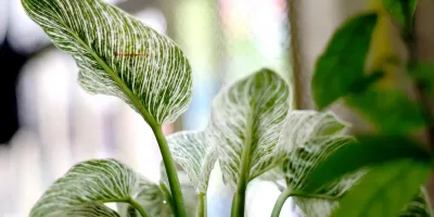 معرفی و روش نگهداری