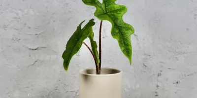 معرفی و نگهداری