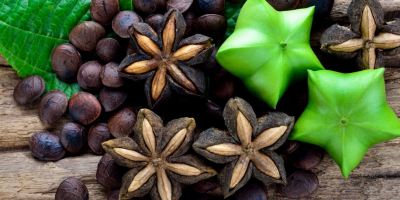 گیاه ساچا اینچی؛ از