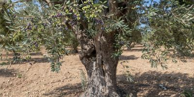 راهنمای کامل کاشت و