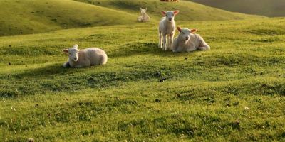 ضرب المثل های